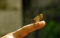 Close up of a butterfly on a finger of a child