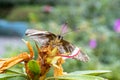 Close-up of a beautiful butterfly Grass Skippers sitting a leave / flower