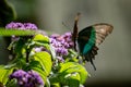 Close up of beautiful butterfly landing on spring flower. Selective focus. Royalty Free Stock Photo