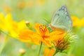 Beautiful butterfly on orange flower Background blur. Royalty Free Stock Photo