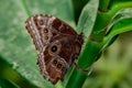 Close up from beautiful Butterfly over a plant