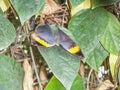 Close up of a beautiful butterfly at the papiliorama Royalty Free Stock Photo