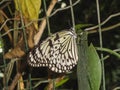 Close up of a beautiful butterfly at the papiliorama Royalty Free Stock Photo