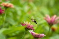 Close-up of a beautiful butterfly Pellucid Hawk Moth sitting a leave / flower