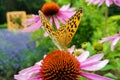 Close-up of a beautiful butterfly sitting on a flower in a garden or park Royalty Free Stock Photo