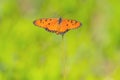 Close up beautiful Butterfly (Tawny Coster, Acraea violae) and