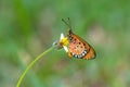 Close up beautiful Butterfly Tawny Coster, Acraea violae and white grass flower