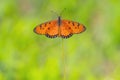 Close up beautiful Butterfly (Tawny Coster, Acraea violae) and