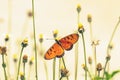 Close up beautiful Butterfly (Tawny Coster, Acraea violae) and