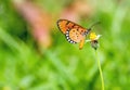 Close up beautiful Butterfly (Tawny Coster, Acraea violae) and Royalty Free Stock Photo