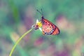 Close up beautiful Butterfly (Tawny Coster, Acraea violae) and