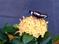 A close up of a beautiful butterfly a yellow flower in an Australian Garden Royalty Free Stock Photo