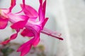 Close up of a beautiful cactus pink flower. White background Royalty Free Stock Photo