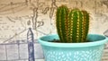 Close-up beautiful cactus in plastic pot. Closeup of throns on cactus. Cactus on art background. color Royalty Free Stock Photo