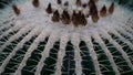 Close up beautiful cactus with small flowers Royalty Free Stock Photo