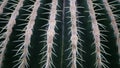 Close up beautiful cactus with spines Royalty Free Stock Photo