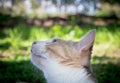 Close up of beautiful calico cat looking up at a bird in tree outdoors