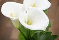 Close Up of Beautiful Calla Lilies Flower with a Heart Shape and Leaves Royalty Free Stock Photo