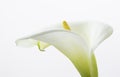 Close Up of a Beautiful Calla Lilies Flower Isolated on the White Background Royalty Free Stock Photo
