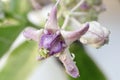 Close up of Beautiful Calotropis Gigantia on a branch. Madar purple flowers blooming in the garden. Royalty Free Stock Photo