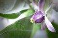 Close up of Beautiful Calotropis Gigantia on a branch. Madar purple flowers blooming in the garden.