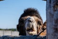 Close up of beautiful camel at the farm. Animal Royalty Free Stock Photo