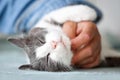 Close up of a beautiful cat with closed eyes enjoying snuggling with its human Royalty Free Stock Photo