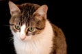 Beautiful cat with green eyes, white chest and fluffy shiny hair