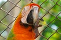 Close-up of a beautiful Catalina macaw looking at camera Royalty Free Stock Photo