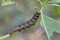 The close-up of a beautiful caterpillar eats leaves. Scientific Royalty Free Stock Photo