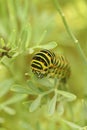 Close up of the beautiful caterpillar of old world swallowtail, Papilio machaon