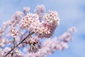 Close up beautiful cherry blossom sakura flower in full bloom, Japan spring season Royalty Free Stock Photo