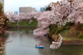 Close up of beautiful cherry blossoms with blurred background of tourists rowing boats on a pond in Chidorigafuchi Park, Tokyo