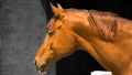 Close up of a beautiful chestnut colored stallion horse in stable