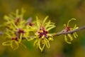 Close up of beautiful Chinese Witch Hazel plant Hamamelis mollis.