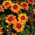 Beautiful Garden Mums Chrysanthemum in Full Bloom Royalty Free Stock Photo