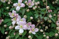 Close up of beautiful clematis montana flowers Royalty Free Stock Photo