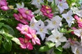 Close up on beautiful clematis Ville de Lyon and Blue Angel. Ville de Lyon is a large-flowering, hybrid clematis Royalty Free Stock Photo