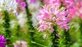 Close up of beautiful Cleome Spinosa.