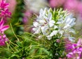 Close up of beautiful Cleome Spinosa