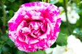Close-up of a beautiful climbing rose bicolour