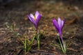 Close-up of beautiful closed Crocus Flowers on ÃÂÃÂ¼eadow. Floweri