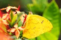 Beautiful Cloudless Sulphur Phoebis sennae butterfly on some f