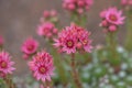 Close up of beautiful Cobweb Houseleek Sempervivum arachnoideum Royalty Free Stock Photo