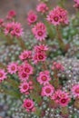 Close up of beautiful Cobweb Houseleek Sempervivum arachnoideum Royalty Free Stock Photo