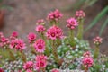 Close up of beautiful Cobweb Houseleek Sempervivum arachnoideum Royalty Free Stock Photo