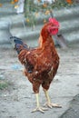 Close up of beautiful cock or rooster with brown and black feather in farm Royalty Free Stock Photo