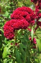 Close up of beautiful cockscomb flowers in the garden.