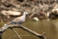 Collared dove or Streptopelia decaocto on branch Royalty Free Stock Photo