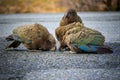 Close up beautiful color feather ,plumage flock of kea birds wit